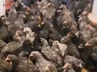 Chickens — ფოტო 4
