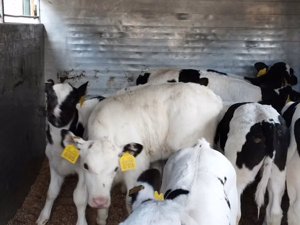 மாடுகள் (தொகுதி, பாலினம் குறிப்பிடப்படவில்லை), Russian Black pied cattle