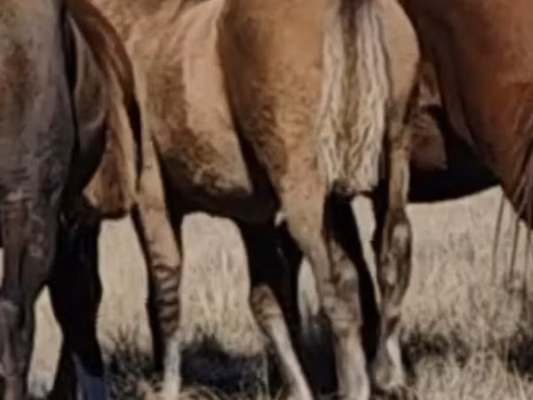 馬（ロット、性別未指定）, Mugalzhar horse