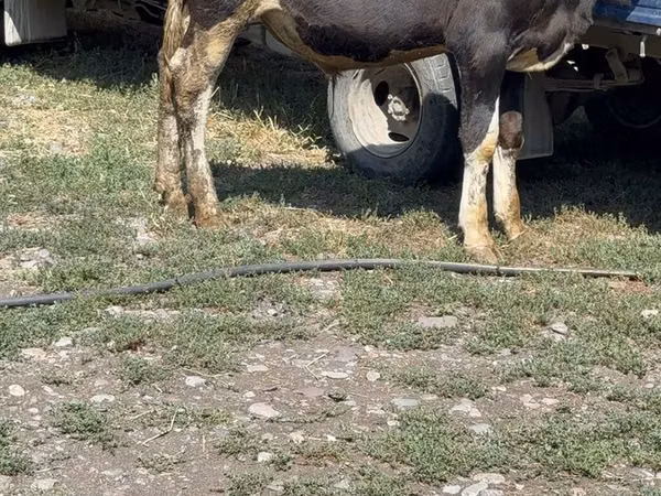 Boğa, Sığır