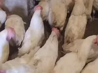 leghorn — foto 6