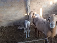 母羊, Arashan sheep — 照片 7