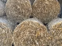 Csuta bálát cserélnék borjúra, üszőre — الصورة 1