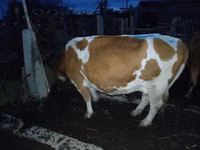 Vaca, Latvian Blue cattle — foto 1