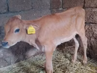 Vache, Race Holstein — photo 4