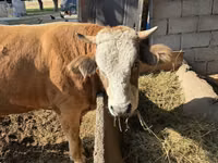 காளை, Simmental cattle — புகைப்படம் 1