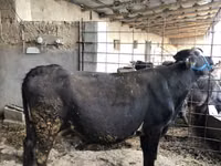 ძროხა, Russian Black pied cattle — ფოტო 2