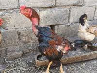 Chickens — Foto 2