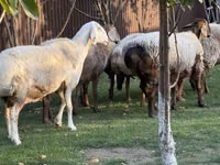 Schaf, Arashan sheep — Foto 8