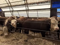 公牛, Simmental cattle — 照片 7