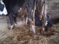 公牛, Russian Black pied cattle — 照片 4