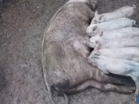 母猪, Pigs — 照片 3