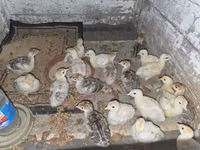 Turkeys — Foto 1