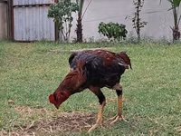 Chickens — Foto 2