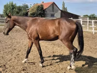 Cheval, Chevaux — photo 2