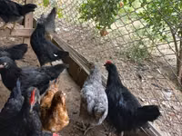 Australorp — foto 3