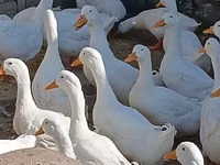 Ducks — foto 1