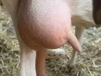 Chèvre, Saanen goat — photo 6