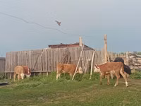 İribuynuzlu mal-qara (partiya, cinsi göstərilməyib), Mal-qara — foto 8
