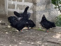 Ayam Cemani — photo 6