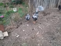 Chickens — الصورة 7