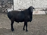 كبش, Rhon sheep — الصورة 4