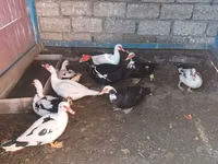 Ducks — foto 1