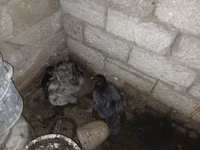 Ducks — الصورة 5