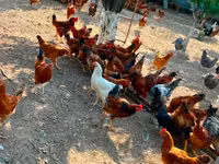 Chickens — foto 1