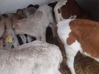 காளை, Simmental cattle — புகைப்படம் 5