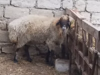 Carnero, Blackheaded Persian sheep — foto 3