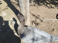 Ducks — Foto 6