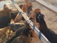 Chickens — photo 5