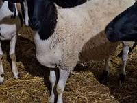 Qoç, Dorper sheep — foto 1