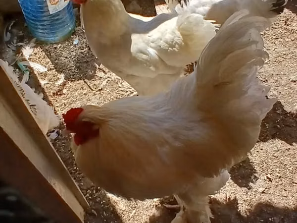 Brahma
