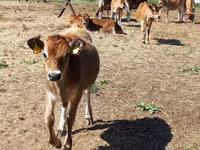 Boğa, Jersey ırkı — foto 1