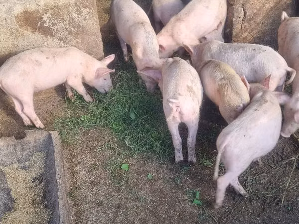 Boar, Pigs