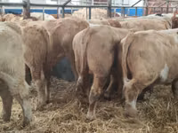 Bovins (lot, sexe non indiqué), Simmental cattle — photo 6