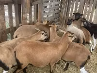 Baran, Cameroon sheep — zdjęcie 2