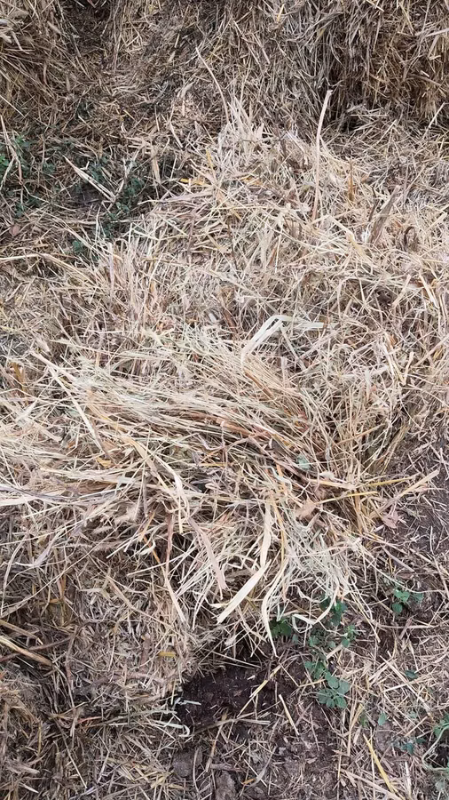 Yemlik quru ot Təcili satılır pul ehtiyac di qiymətə razılaşma var -