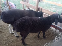 Bélier, Moutons — photo 2