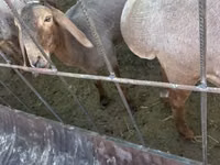 பெண் ஆடு, Dorper sheep — புகைப்படம் 5