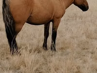 Cavalo, Mugalzhar horse — foto 2