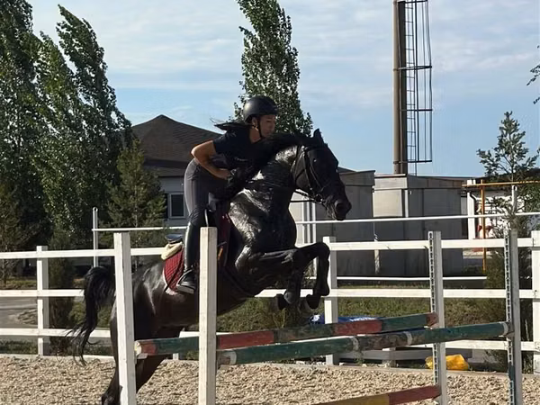 Бие, Friesian sport horse