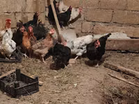 Chickens — 写真 3