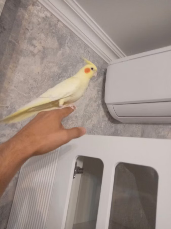 Dişi qızğın karella əl quşudu, tam sağlam aktiv quşdu. Real alıcı