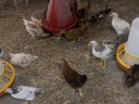 Chickens — foto 1