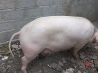 Cerda — foto 4