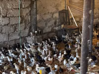 Chickens — Foto 5