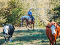 Айғыр, Quarter Horse — 8-сурет